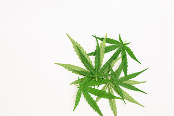 Marijuana green leaf. green cannabis leaves isolated on white background.
