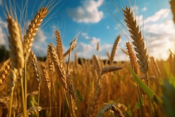 Fototapeta premium olden wheat field, ai generative