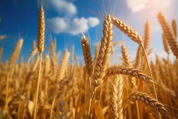 Fototapeta premium olden wheat field, ai generative