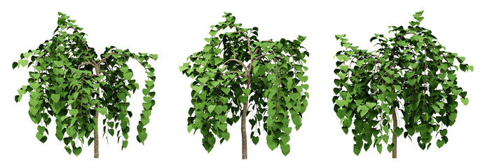 Fototapeta premium Green of cercis canadensis trees on transparent background, flowering tree, 3d render illustration.