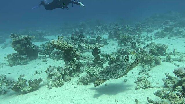 egypt hawksbill turtle crussing 