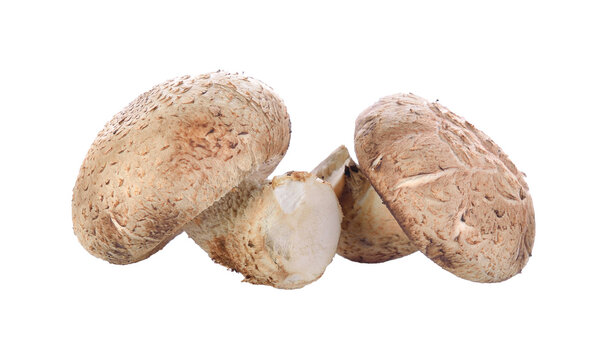 Shiitake Mushroom On Transparent Png