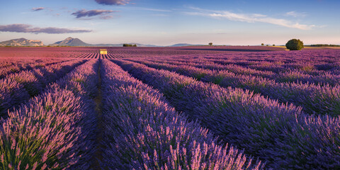 Fototapeta na wymiar Sunset on the lavender fields in Provence. Panoramic view of Valensole Plateau in the Alpes-de-Haute-Provence. France