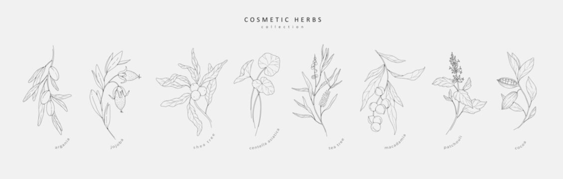 Vector hand drawn cosmetic herbs set. Vintage trendy botanical elements. Hand drawn line leaves branches and blooming. Vector trendy