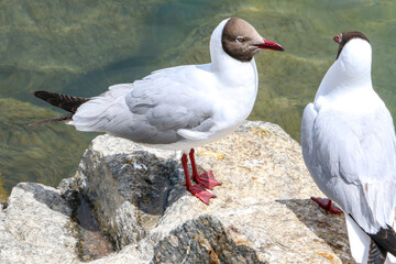 Two birds perched on rocks, one looking at the other. Birds are Brown-headed Gull bird (Larus brunnicephalus) at Qinghai Lake