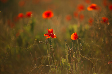 poppy field