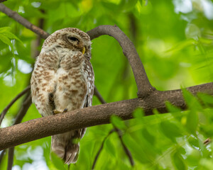 A Spotted Owl