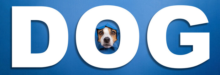 Funny jack russell terrier leans out of a hole on a blue paper background. Lettering dog.