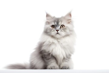 Naklejka na ściany i meble Fluffy white cat on white background Generative AI