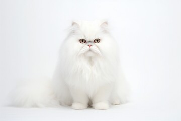 Fluffy white cat on white background Generative AI