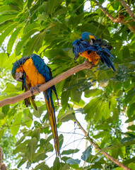 Parrots sitting on a branch enjoining the sun