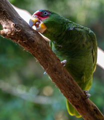 Parrots sitting on a branch enjoining the sun