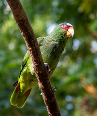 Parrots sitting on a branch enjoining the sun