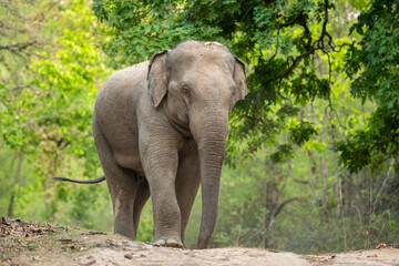 wild aggressive asian elephant or Elephas maximus indicus roadblock walking head on in summer season and natural green scenic background safari at bandhavgarh national park forest madhya pradesh india - 612820861