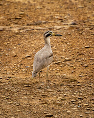 Burhinus indicus or Indian stone curlew or Indian thick knee portrait at ranthambore national park or tiger reserve sawai madhopur rajasthan india asia