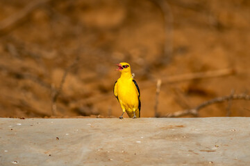 Indian golden oriole or Oriolus kundoo beautiful yellow color bird in the oriole family calling in forest of central india