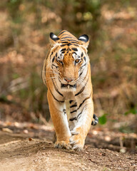wild huge and large male bengal tiger or panthera tigris close up with angry expression head on with eye contact and looking at camera at bandhavgarh national park forest reserve madhya pradesh india