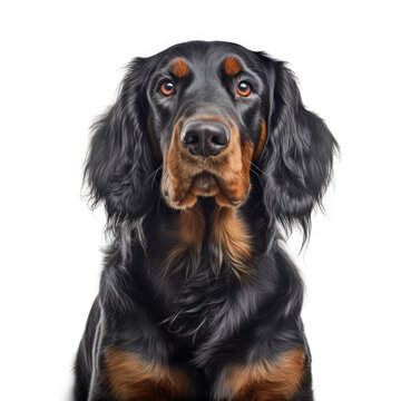 gordon setter portrait, isolated on a white background, ai generative