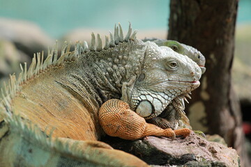 Iguana