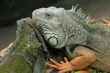 Iguana