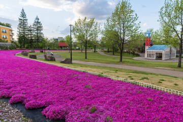 Flowers bloom in the Mississauga Park. Kariya City, Aichi, Japan.