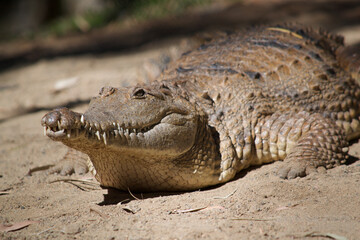 Crocodile basking in the sun