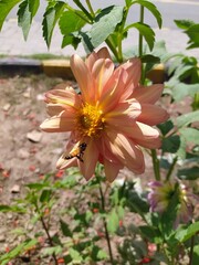 Close-up of an Orange Dahlia flower photo with a honey bee flying near it and sunlight on the flower's petals, Lahore, Pakistan.