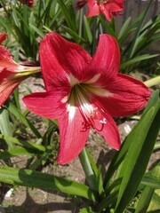 Barbados Lily on a sunny day, Easter lily, Amaryllis lily. Also called as Hippeastrum puniceum