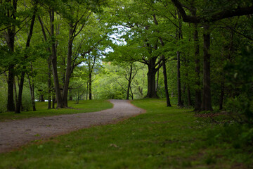 Winding wooded nature path through a park in the city