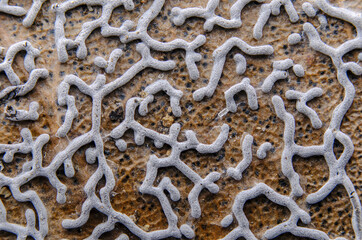 変形菌　クネリカタホコリ