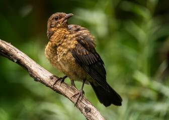 Common blackbird, Turdus merula