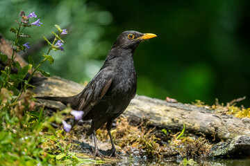 Fototapeta premium Common blackbird, Turdus merula