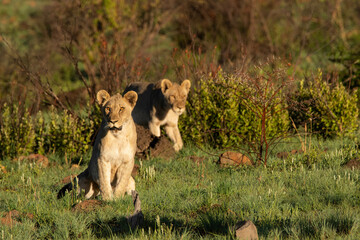 Two young lions - one sitting and one walking