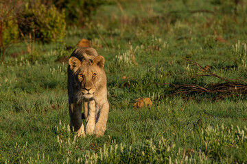 Young lion walking though the grass towards the viewer