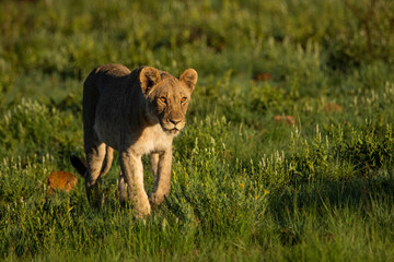 Young lion walking though the grass