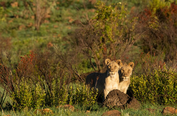 Two young lions sitting behind a termite mount