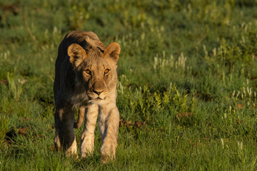 young lioness walking though grass stalking viewer
