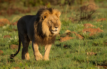 black maned male lion walking though the grass facing right
