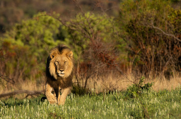 Male lion walking though green grass towards the viewer