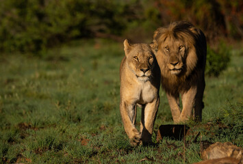 A lion and lioness walk though the grass towards the viewer