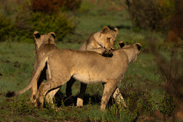 Three lion cubs playing together