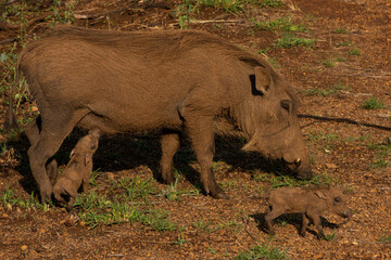 Mother warthog with her baby piglet