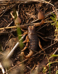 scorpion on the ground facing the top