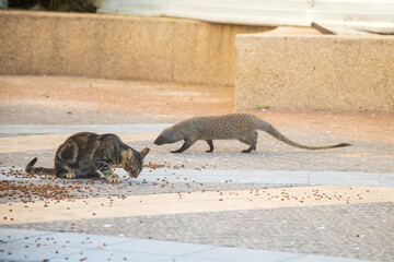 Mongoose life on city streets