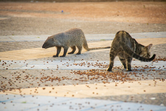 Mongoose life on city streets