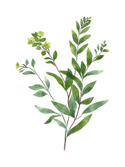 Wild flower isolated. Watercolour herb illustration