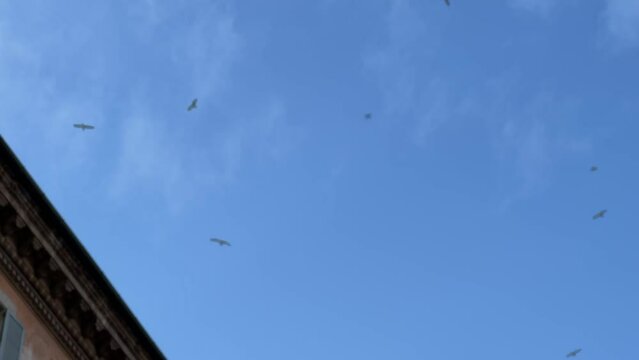Seagulls try to attack a flying drone isolated against a blue sky