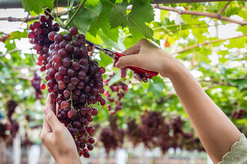 Woman's hand with shears cutting fresh grapes to pick from the vineyard.