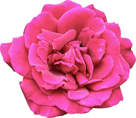 Large rose flower