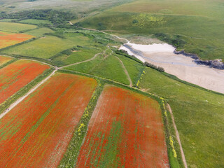 Poppies at pentire head cornwall england uk near newquay. 